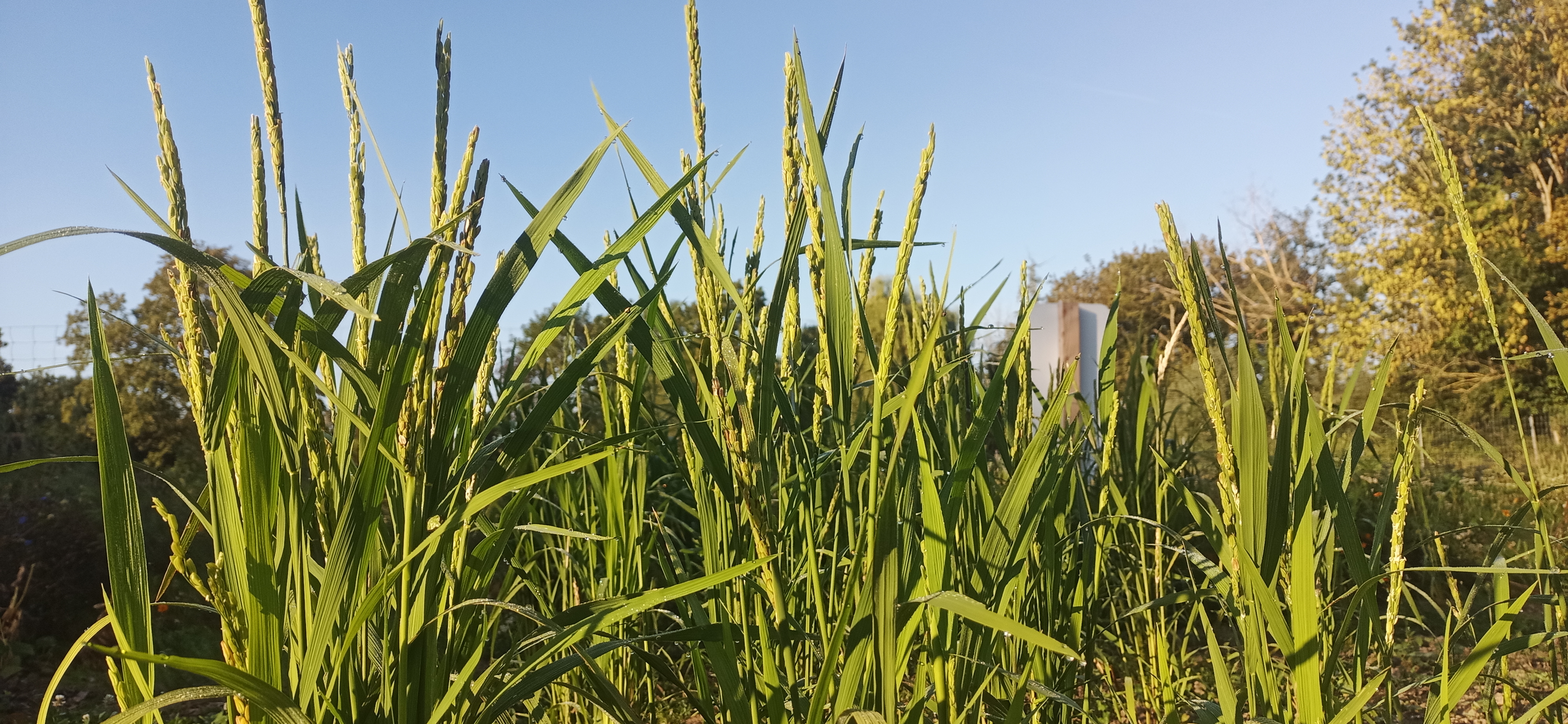 Nahaufname von Reispflanzen in der Sonne. Weltacker August 2023