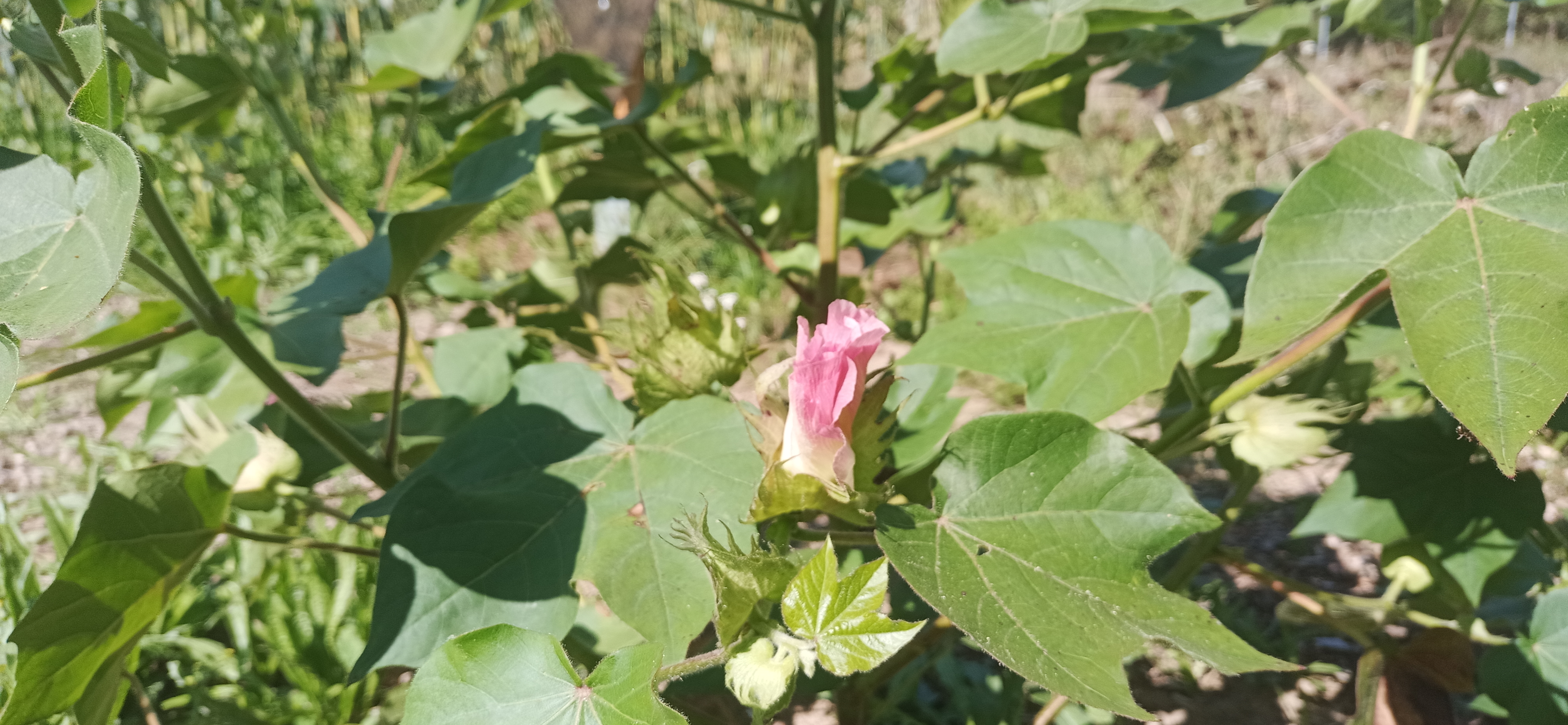 Rose Blüte einer Baumwollpflanze, grüne Blätter. Weltacker Juli 2023