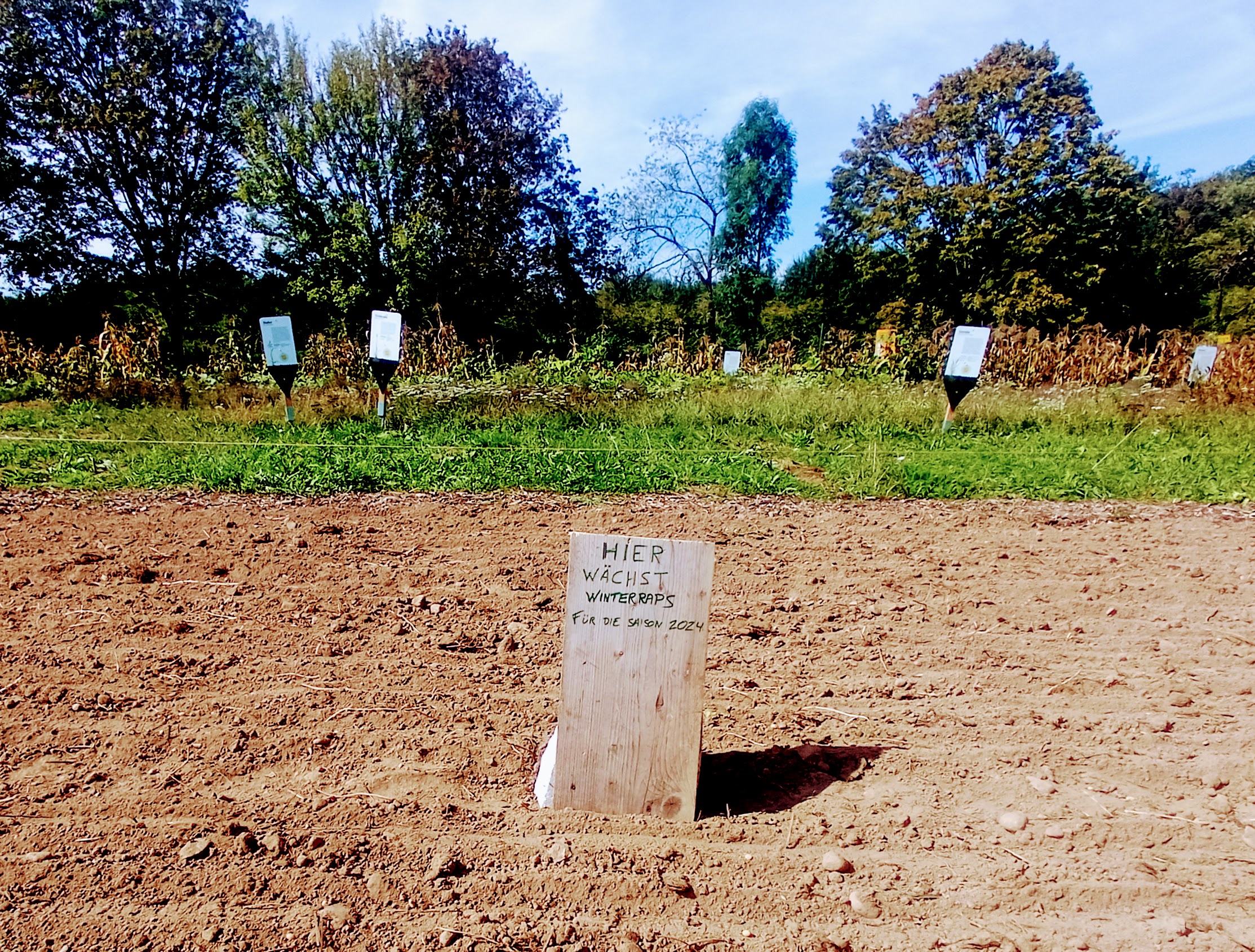 Blick auf ein leeres Feld mit dem Schild "Hier wächst Winterraps für die Saison 2024", im Hintergrund stehen Maispflanzen. Weltacker September 2023