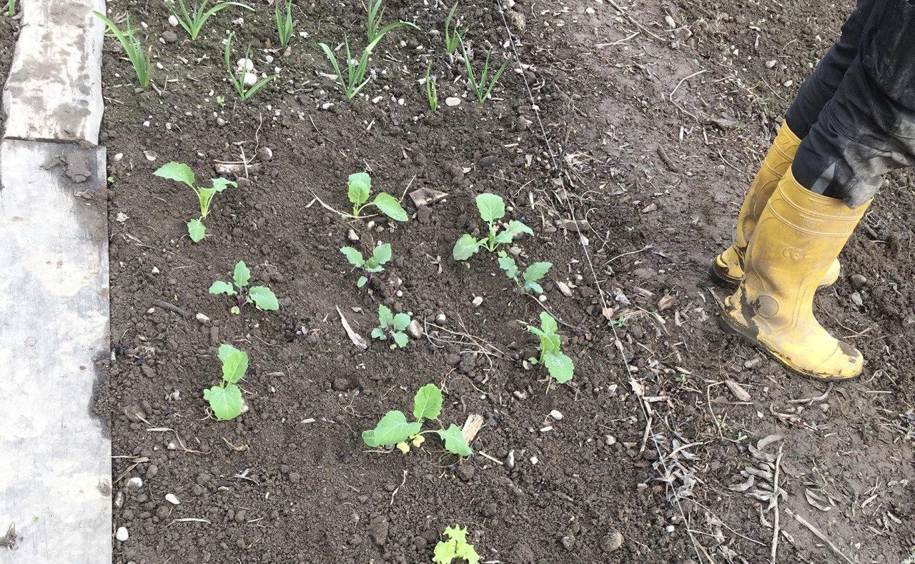  rechts im Bild:Gelbe matschige Gummistiefel vom Gärtner, links von ihm wachsen kleine Kohlpflanzen. Weltacker Anfang April 2024 