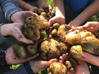 Kartoffeln in unseren Händen